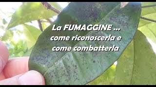 LA FUMAGGINE come riconoscerla e come combatterla [upl. by Julietta]