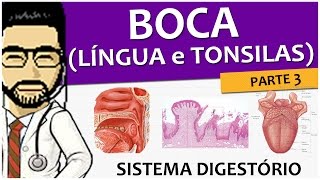 Sistema digestório 04  Língua e tonsilas anatomia e histologia  Vídeoaula [upl. by Ahsinev]