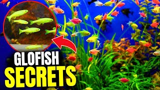 The GloFish Care Guide Tetra Doesnt Want You To See [upl. by Oribella]