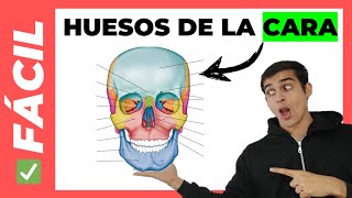 🤯 HUESOS DE LA CARA fácil con MNEMOTECNIA [upl. by Bramwell143]