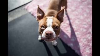 Dog Barking  Boston Terrier barking sounds [upl. by Assilam]