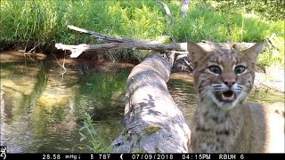 Pennsylvania man captures all walks of life crossing log bridge [upl. by Kcyred]