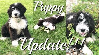 Puppy Update  Bernedoodle Puppy  Duke is 4 month old [upl. by Barbey298]