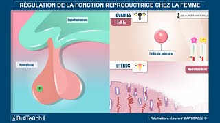 La régulation de la fonction reproductrice chez la femme [upl. by Inhsor]