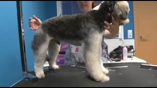 Aprende a Cortar el Pelo a tu Perro  Peluquería Canina [upl. by Skier]