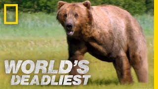 Grizzly Bear Attacks Prey  Worlds Deadliest [upl. by Ayatal3]