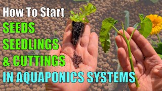 3 Ways to Start Plants in an Aquaponic System [upl. by Bambi]