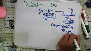 diphyllobothrium latum 😋😋 diphyllobothrium latum life cycleparasitology microbiology 2 [upl. by Solraced]