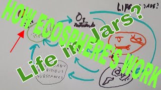 How Ecospheres Work  Life in Jars [upl. by Telracs]