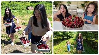 Cherry Picking  Đi Vừơn Hái Cherry Mia Thắng Cược Trong Cuộc Đua Cữơi Ngựa [upl. by Uda]