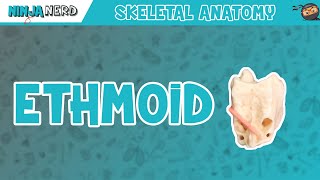 Ethmoid Bone Anatomy [upl. by Llenreb]