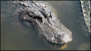 Large American Alligators Alligator mississippiensis [upl. by Burger989]