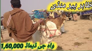 Zahir pir cow mundi  golabi nokray cholistani bachre  Ausaf Tv [upl. by Nylsoj935]