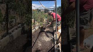 How Baba composts his remaining food gardeningtips composting coffeegrounds [upl. by Bobby]