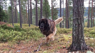 Leonberger having a run in the forest [upl. by Lumbard]