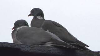 Wood Pigeons Copulating and Courting [upl. by Ruthy]