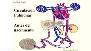 Relacion ventilación perfusión pulmonar  circulación pulmonar  fisiologia respiratoria  tep [upl. by Rezzani]