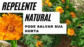 COMO CUIDAR DOS TAGETES [upl. by Seerdi]