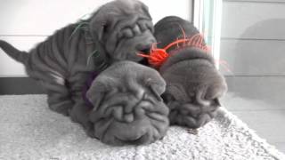 sharpei puppies [upl. by Hnim]