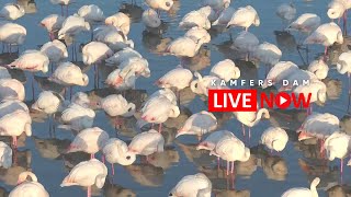 Kamfers Dam Flamingos  Wildlife Live Stream [upl. by Jovia864]