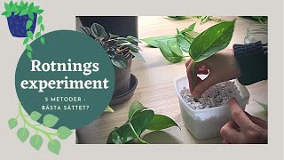 Rotning experiment  Bästa sättet Sticklingar av gullranka Philodendron silverranka  Del 1 [upl. by Maurili680]