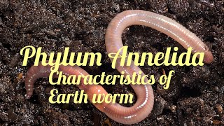 Phylum Annelida General characteristics animal kingdom class 11 biology [upl. by Goulette]