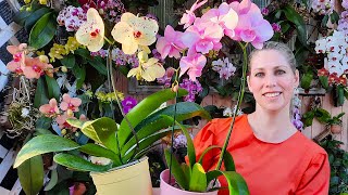 Como CUIDAR das suas Orquídeas Phalaenopsis em apenas 5 PASSOS [upl. by Merri]