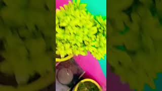 🌧️🌧️🌧️ fertilizer monsoon plants terrace viralvideo views motivation garden gardening [upl. by Lhamaj]