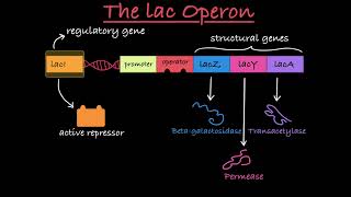 The lac Operon Explained [upl. by Earej362]