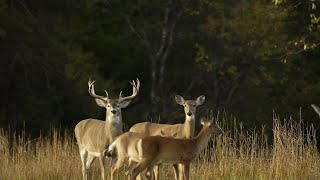 Michigan DNR to vote on possible new hunting regulations [upl. by Laural520]