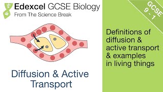 8 Edexcel GCSE Biology  Diffusion and Active Transport [upl. by Gerhardt]