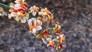 Oncidium Twinkle Carijó e Cattleya Guariante Aurantiaca [upl. by Noremac]