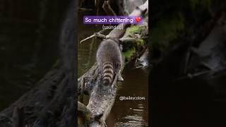 Raccoon noises 🙀🦝  raccoons naturesounds naturalhabitat animalnoises [upl. by Ahter]