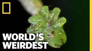 Carnivorous Caterpillars  Worlds Weirdest [upl. by Emerick]