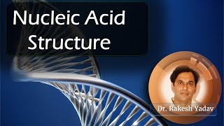 Nucleic acid structure and composition  Dr Rakesh Yadav  biochemistry dna nucleicacids [upl. by Enelrihs882]