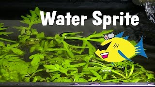 Water Sprite Aquarium Plant Profile [upl. by Martino]