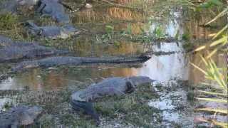 Anhinga Trail Alligators [upl. by Neddy]