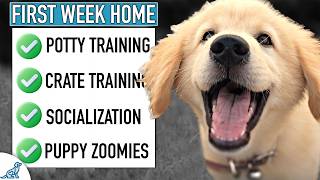 AVOID Common First Week Home Puppy Training Mistakes [upl. by Nevada577]