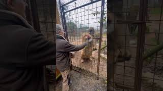 Ne vous approchez pas d’un lion quand il mange  lion normandie tiger bigcats caressedrtigre [upl. by Aniluap222]