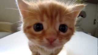 Beautiful Kitten Meowing  Hermoso Gatito Maullando Adorable Cute [upl. by Adoh]