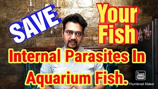 How To Treat Parasite On Aquarium Fish amp Cure For Ich  Aquarium Parasite amp Aquarium Worms Treatment [upl. by Adnovahs760]