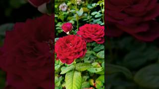 Red roses  rose flowers  rose gardens MhsRoseGallery rose shorts trending viralvideo [upl. by Eiloj968]