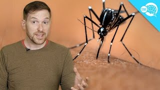 Are Some People Immune To Mosquitoes [upl. by Tavia]