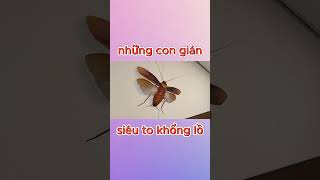 Những Con Gián Siêu To Khổng Lồ [upl. by Rosella]