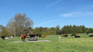 Low stress cattle move [upl. by Namwob]