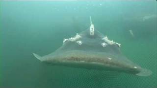 Crazy weird Bowmouth Guitarfish [upl. by Jehius337]