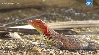 Lava Lizards  Galápagos  Lindblad ExpeditionsNational Geographic [upl. by Merp]