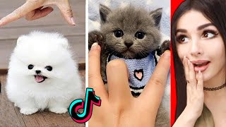 The CUTEST Animals On Tik Tok 2 [upl. by Aicenev]