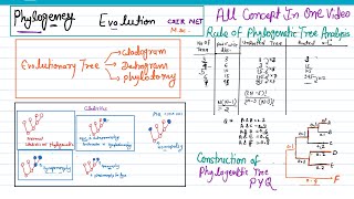 Phylogeny evolution  molecular tools in phylogeny  cladistic rule for phylogenetic tree analysis [upl. by Thorma347]