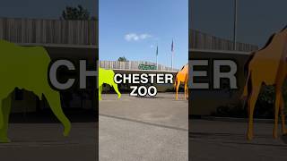 Chester zoo in 60 seconds insane animal Adventurechesterzooshortszoo [upl. by Nomannic373]